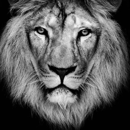 Tableau THE KING – Évasion Naturelle